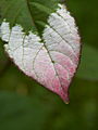 Actinidia kolomikta Adam IMG_6601 Aktinidia pstrolistna